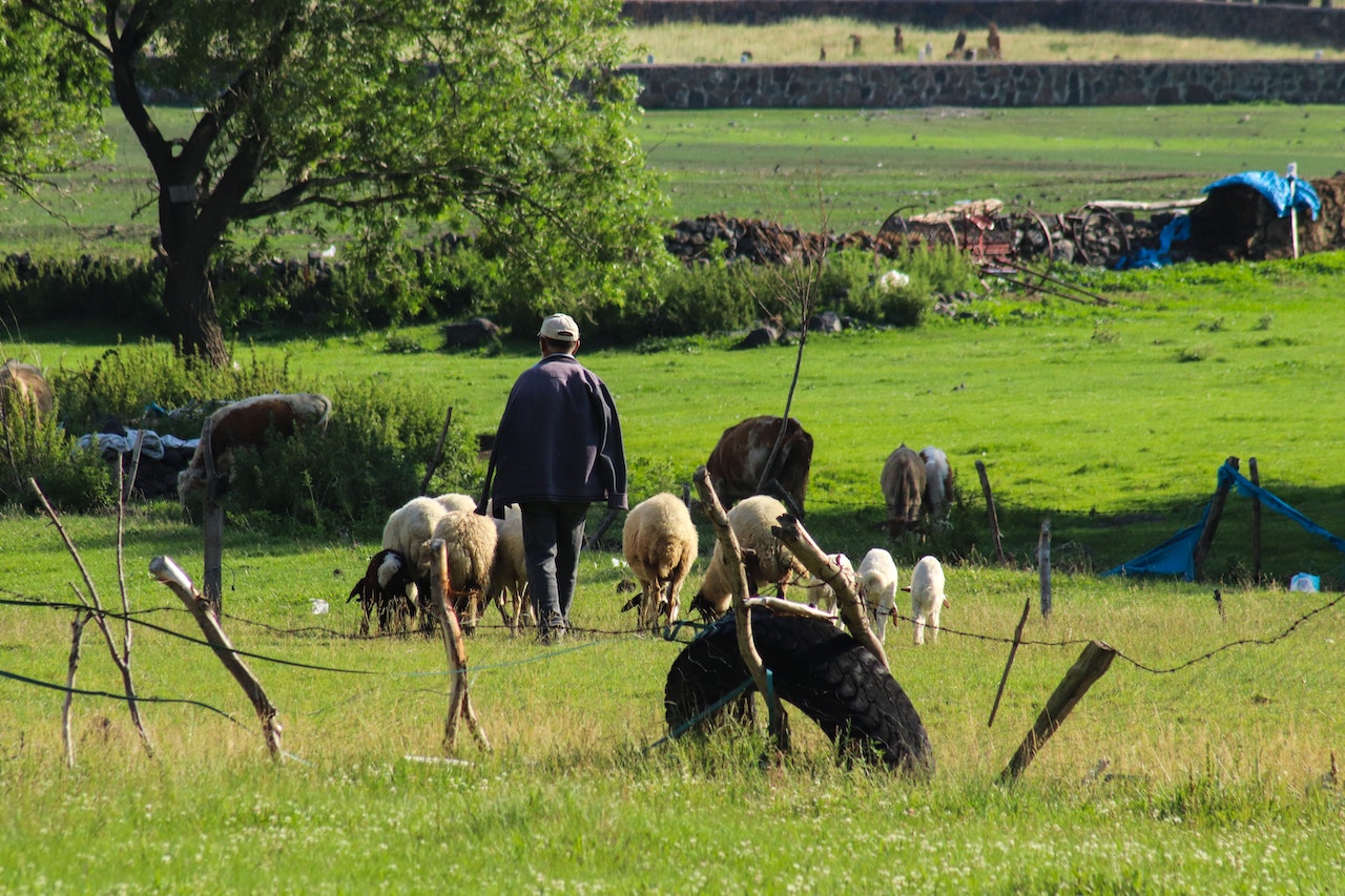 Ξεκινούν οι δηλώσεις για την πληρωμή έκτακτης ενίσχυσης 89 εκατ.€ σε κτηνοτρόφους